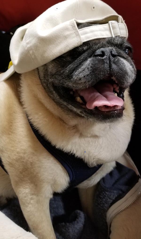/images/uploads/pug nation rescue of los angeles/pugnation2020/entries/11363thumb.jpg